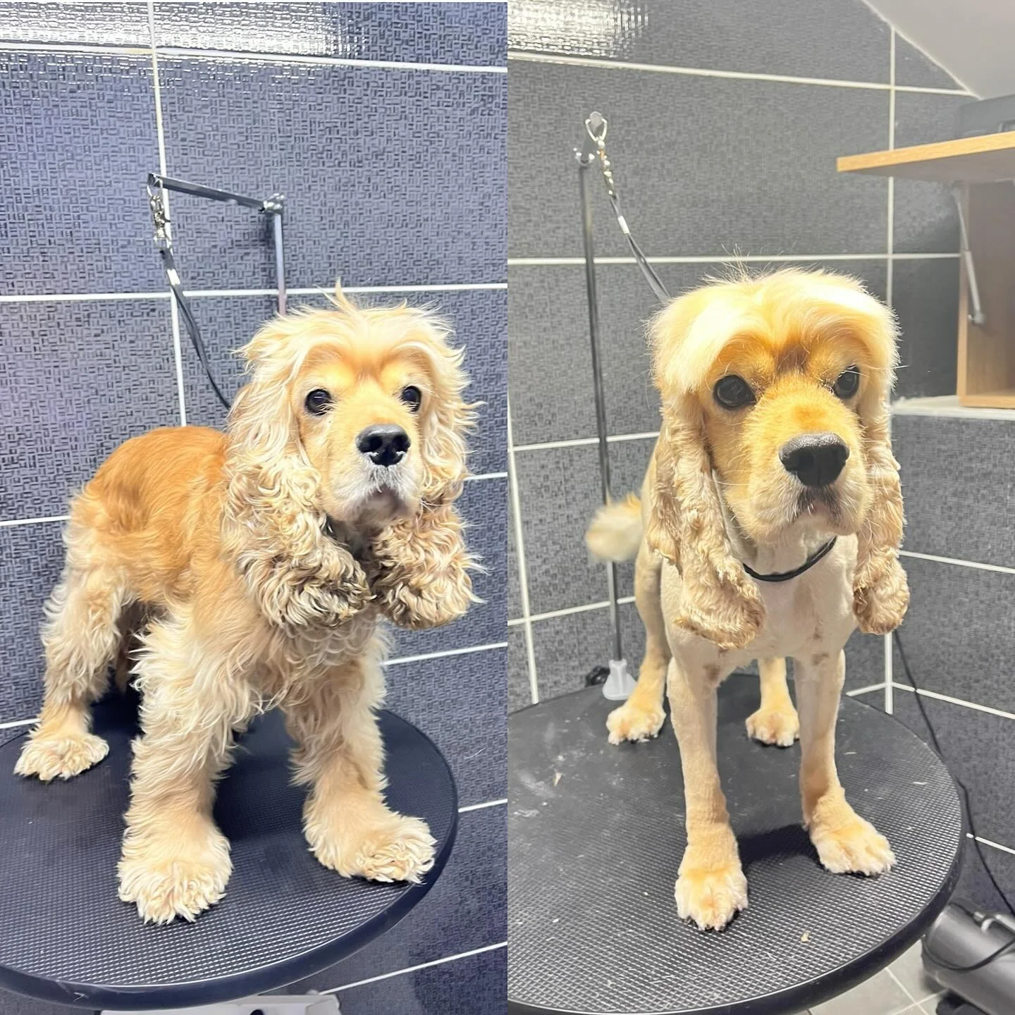Cocker Spaniel grooming