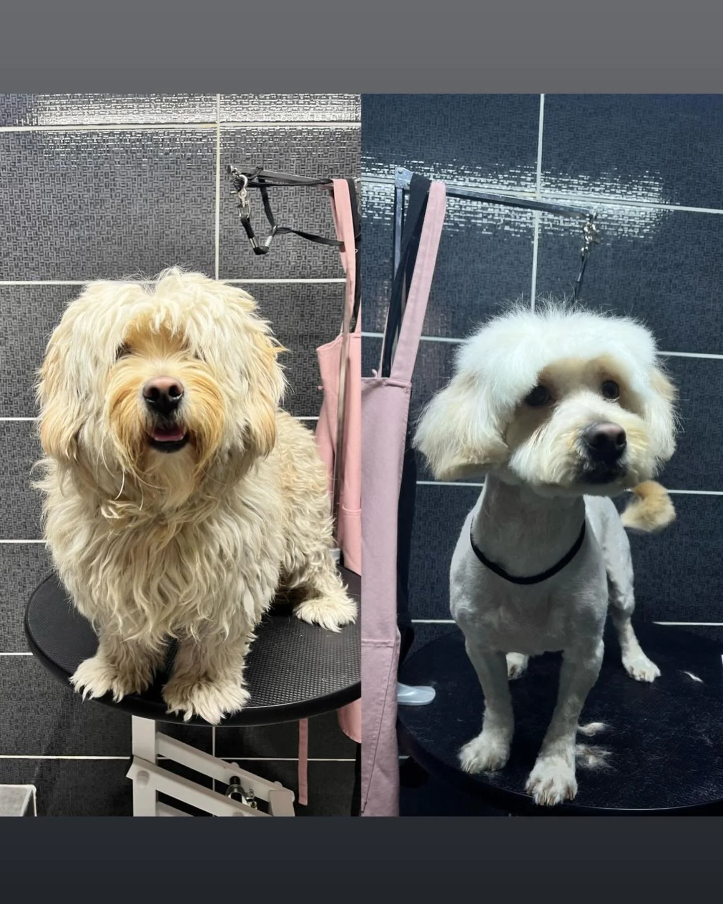 Grooming öncesi ve sonrası