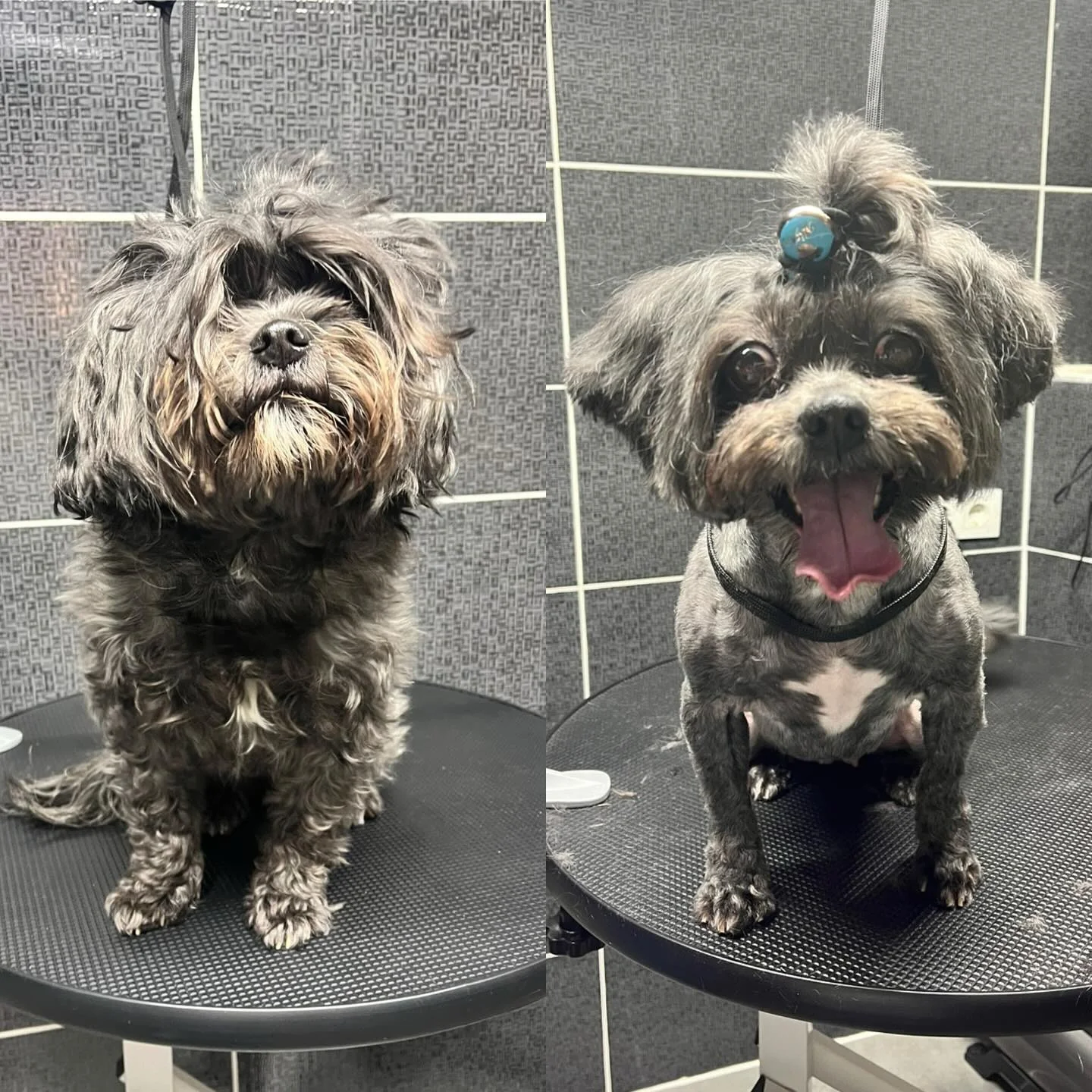 Grooming öncesi ve sonrası