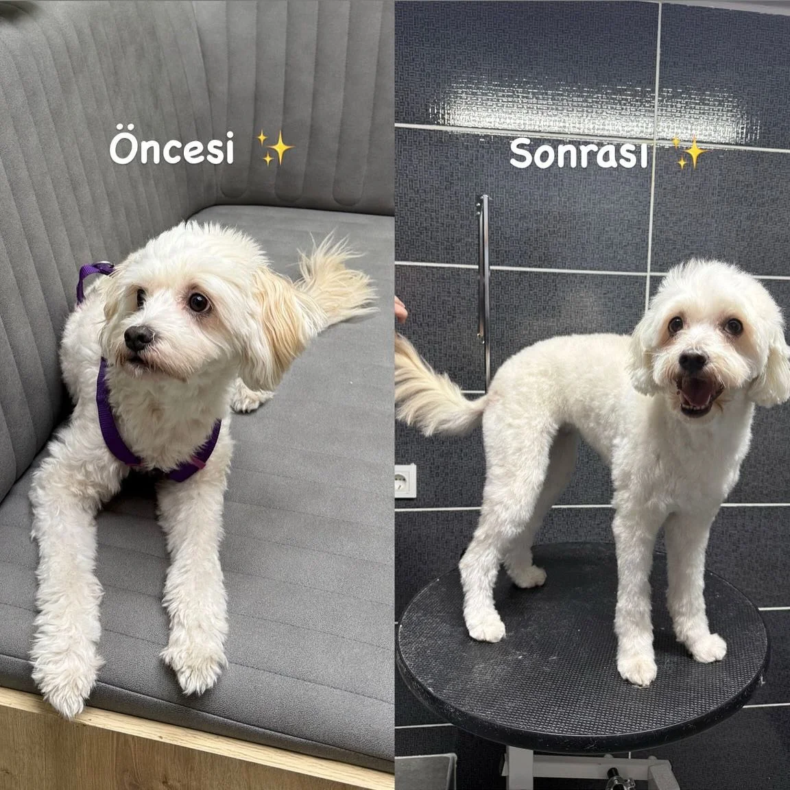 Öncesi & Sonrası — Maltese