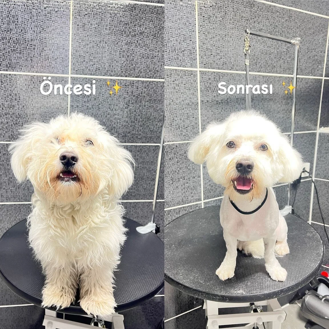 Öncesi & Sonrası — Bichon Frise