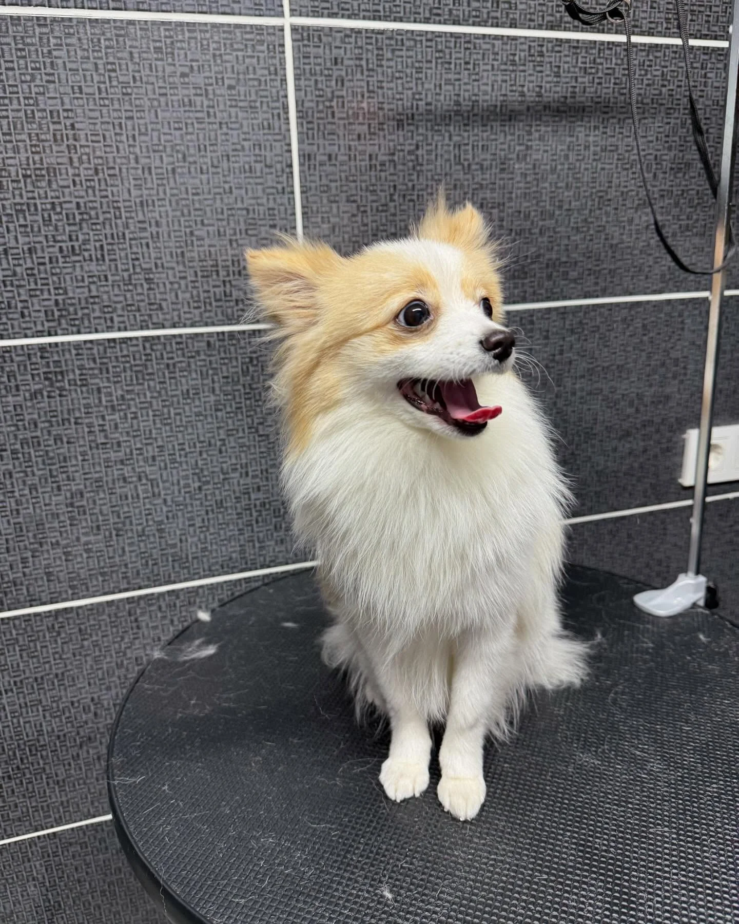 Pomeranian profesyonel bakım