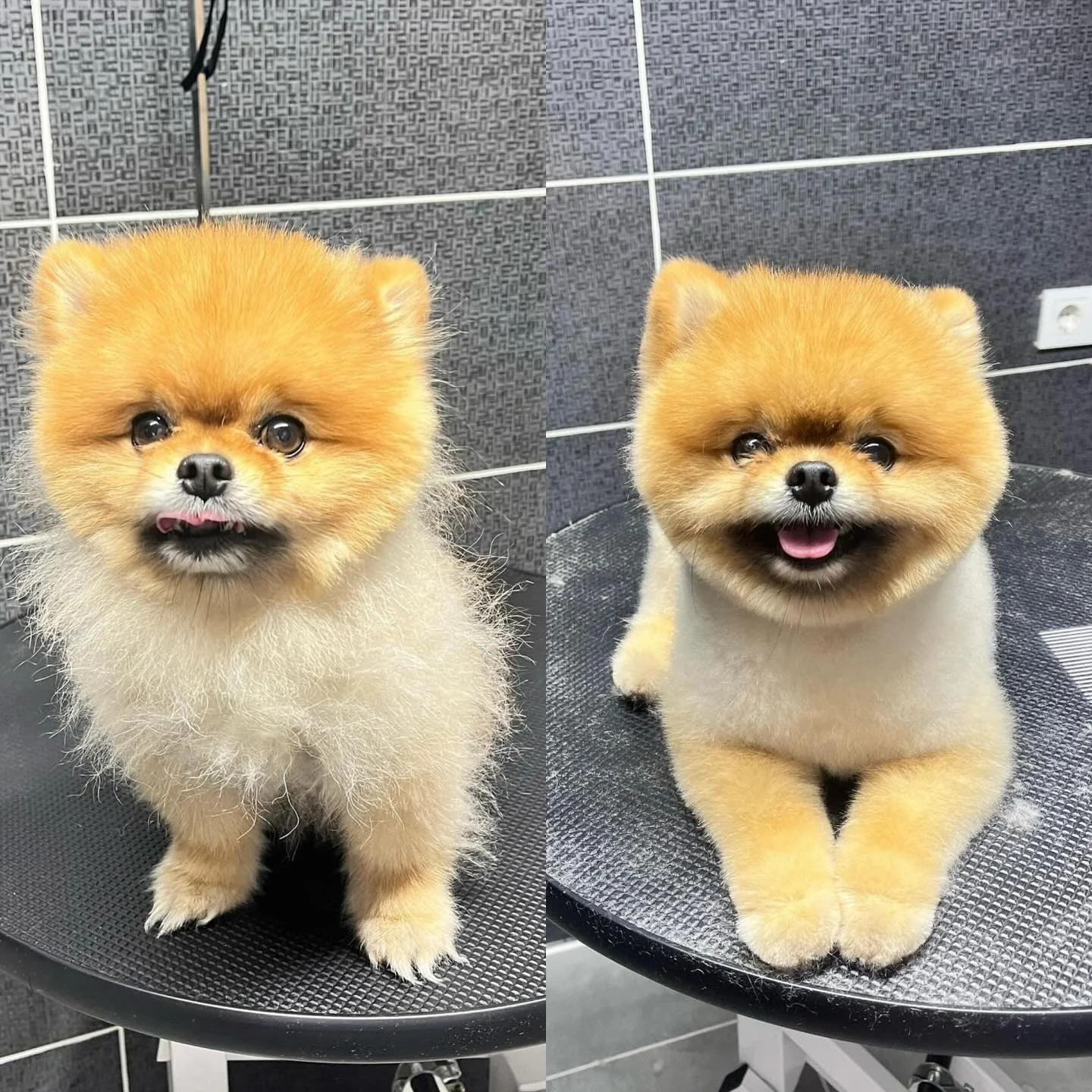 Pomeranian kesim — öncesi ve sonrası