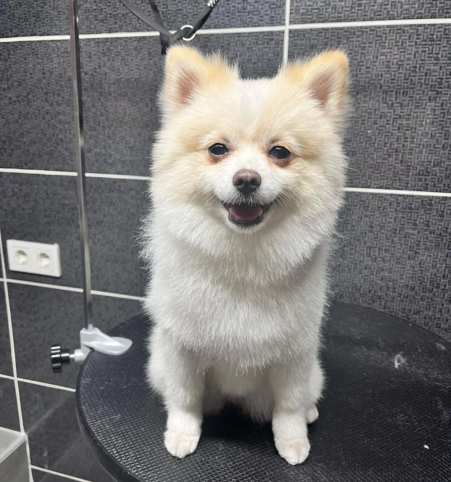 Mutlu Pomeranian — bakım sonrası