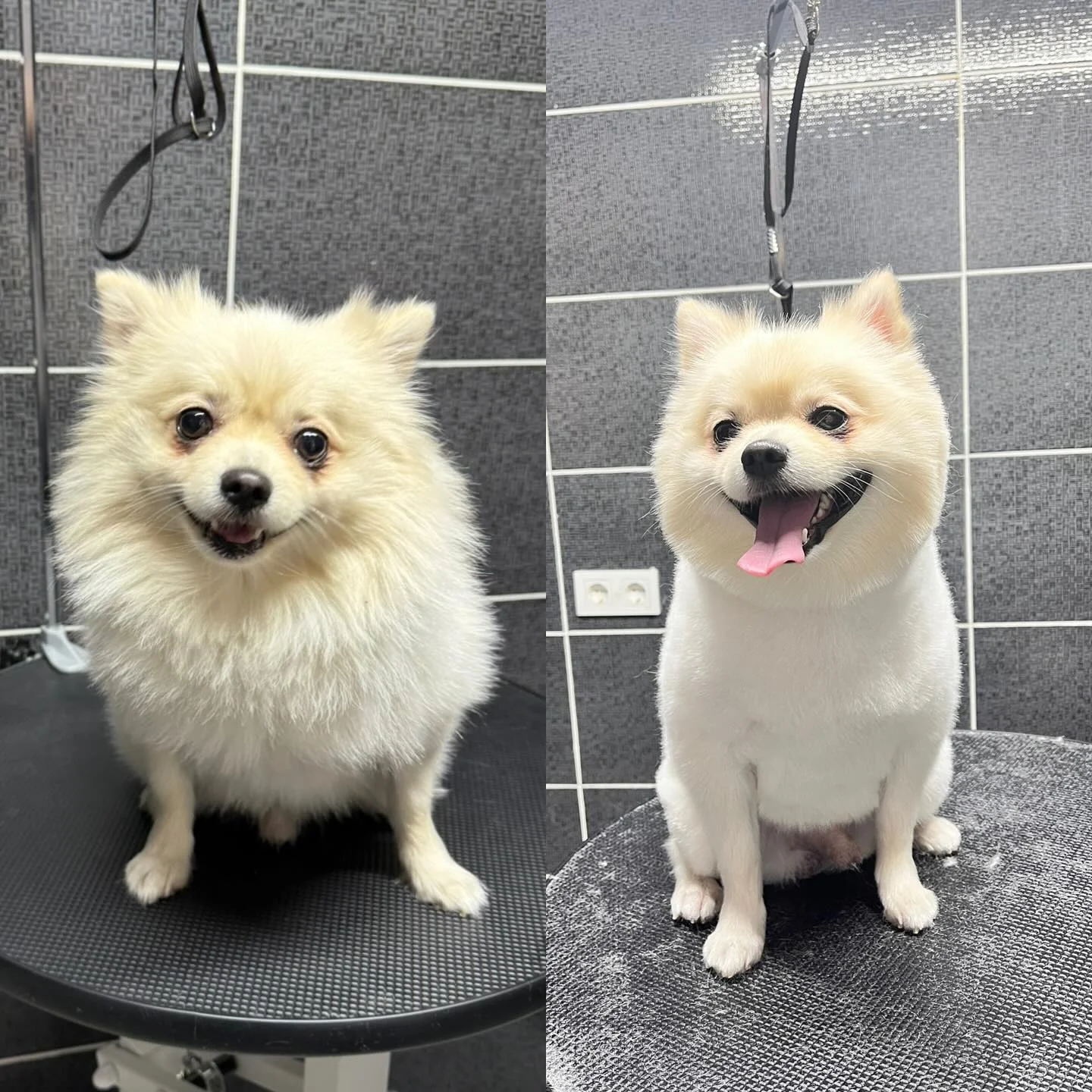 Pomeranian bakım öncesi ve sonrası