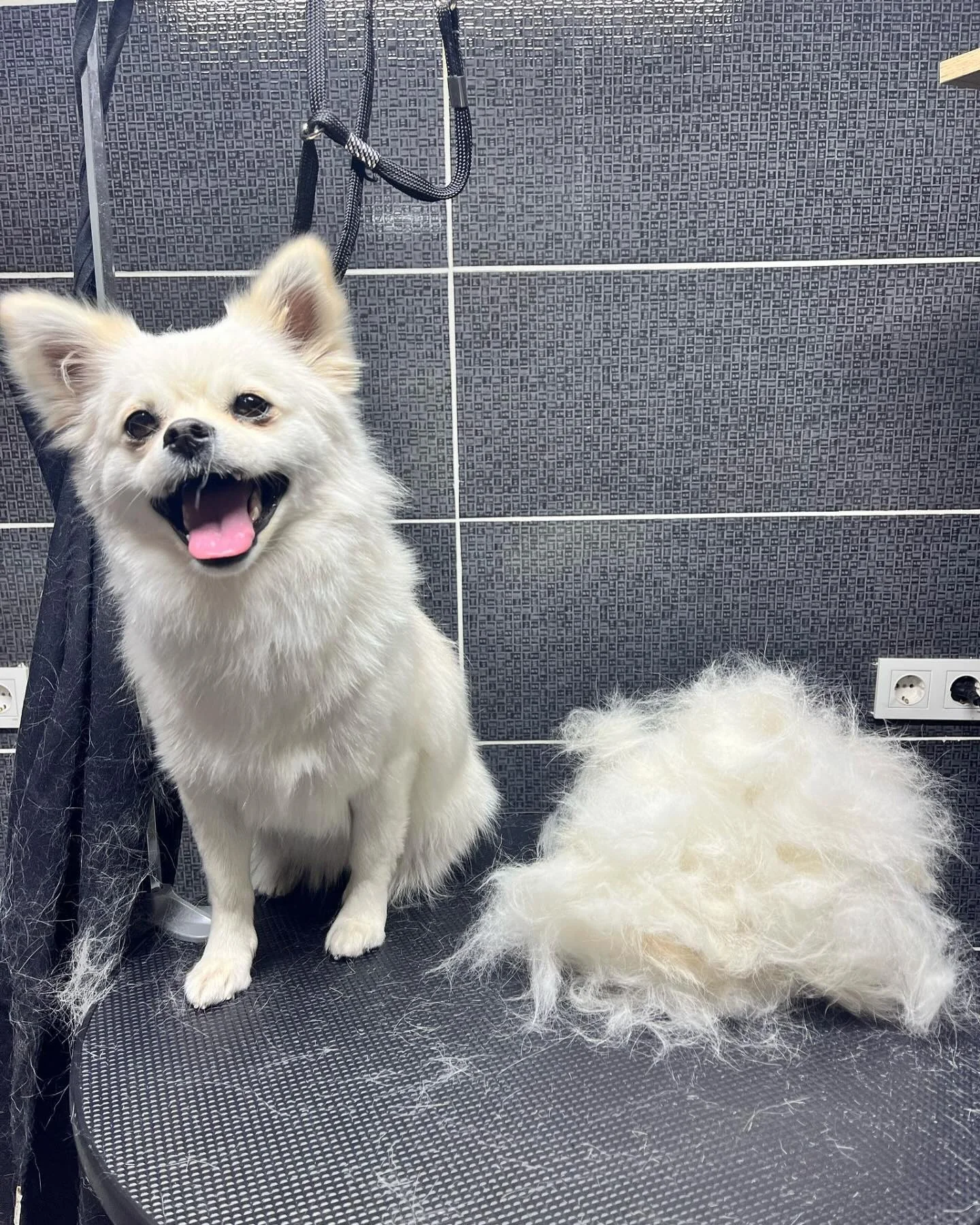 Pomeranian tüy alma
