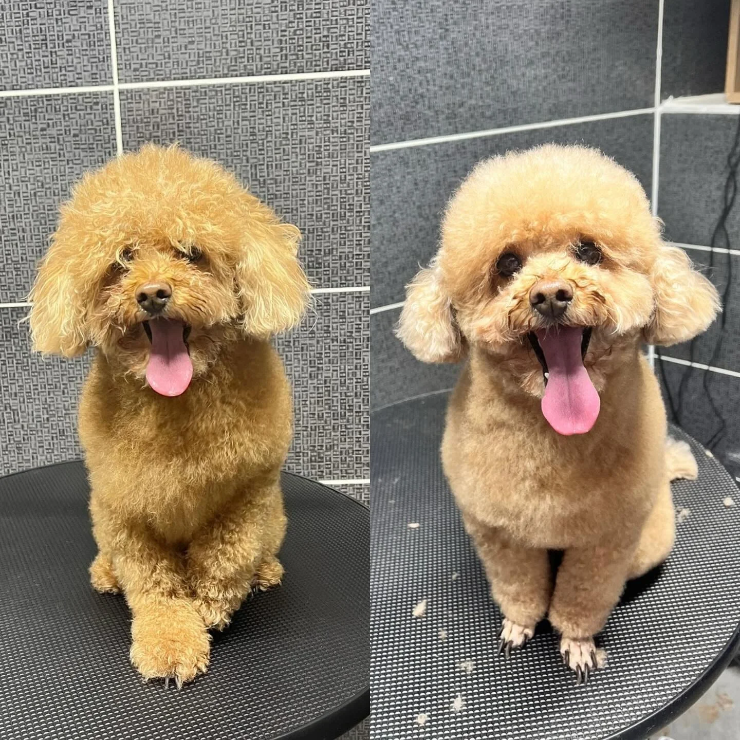 Toy Poodle profesyonel kesim