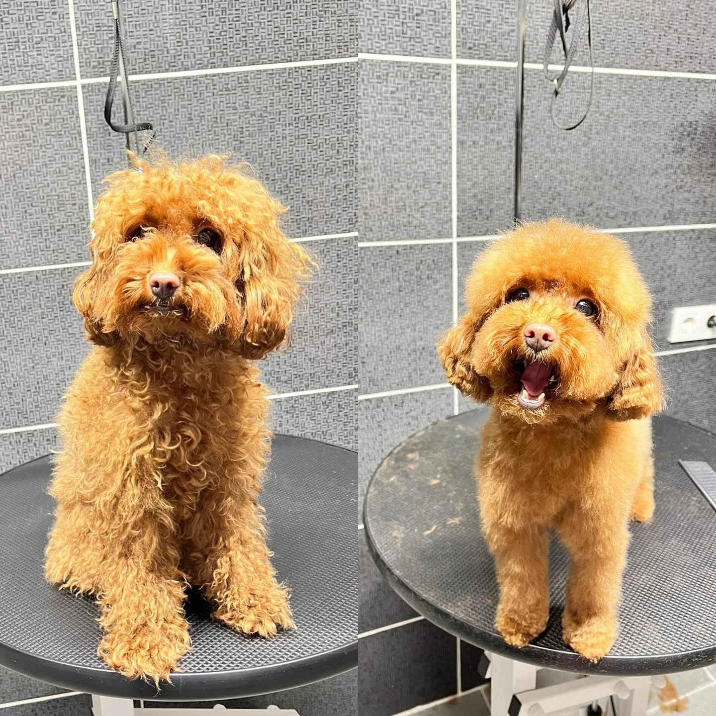Toy Poodle tıraş — öncesi / sonrası