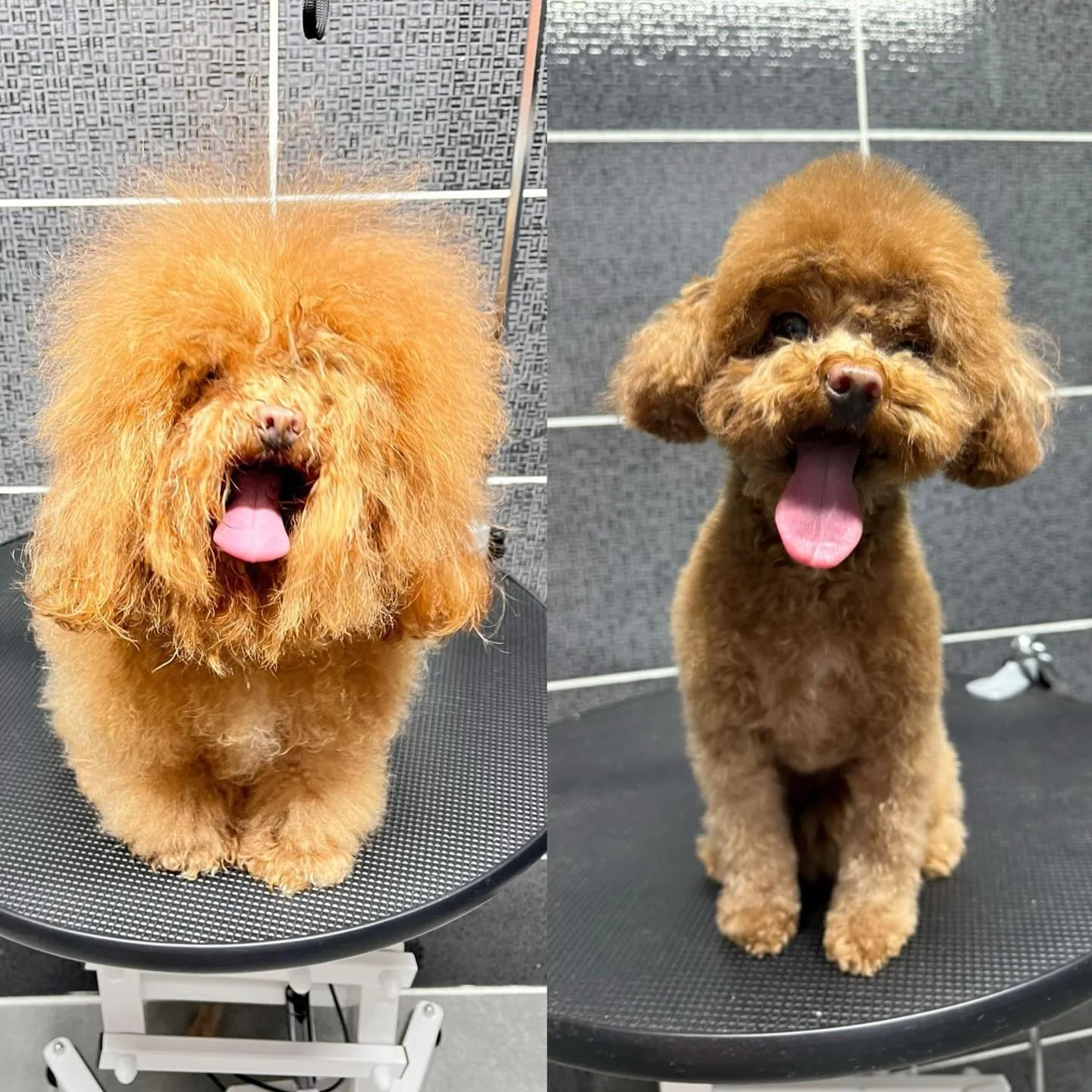 Mutlu Toy Poodle