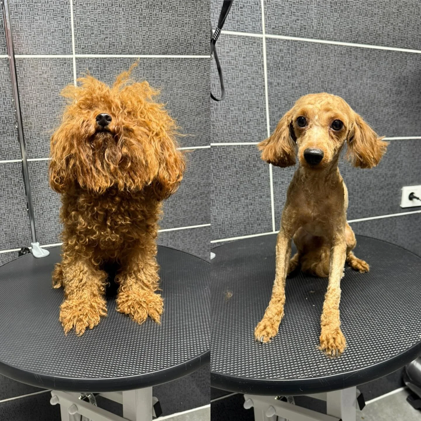 Poodle yıkama — öncesi / sonrası