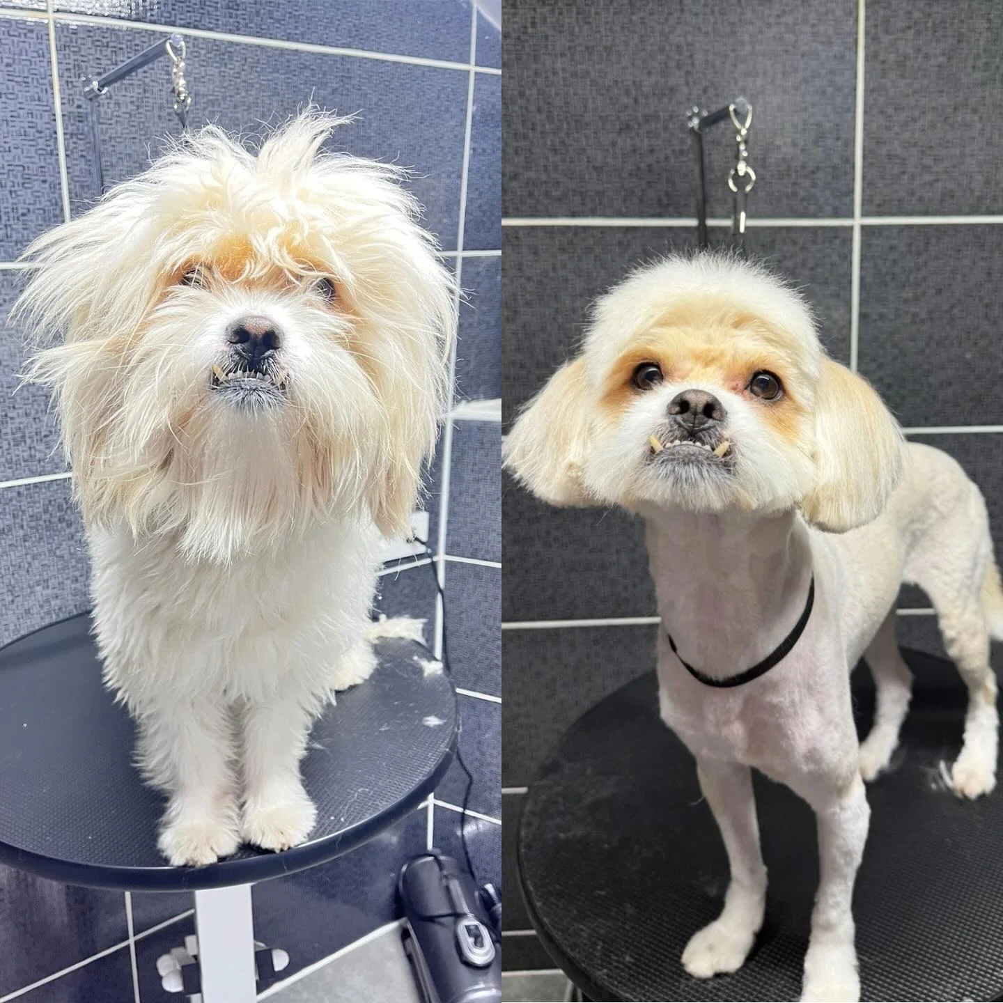 Shih Tzu kesim — öncesi / sonrası