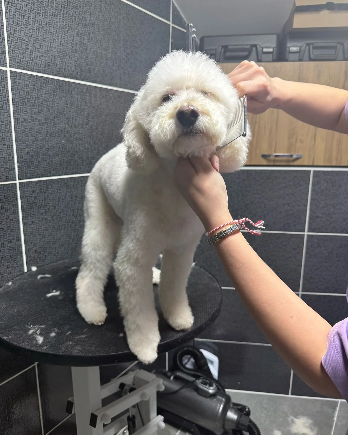 Animal Comfort grooming hizmeti