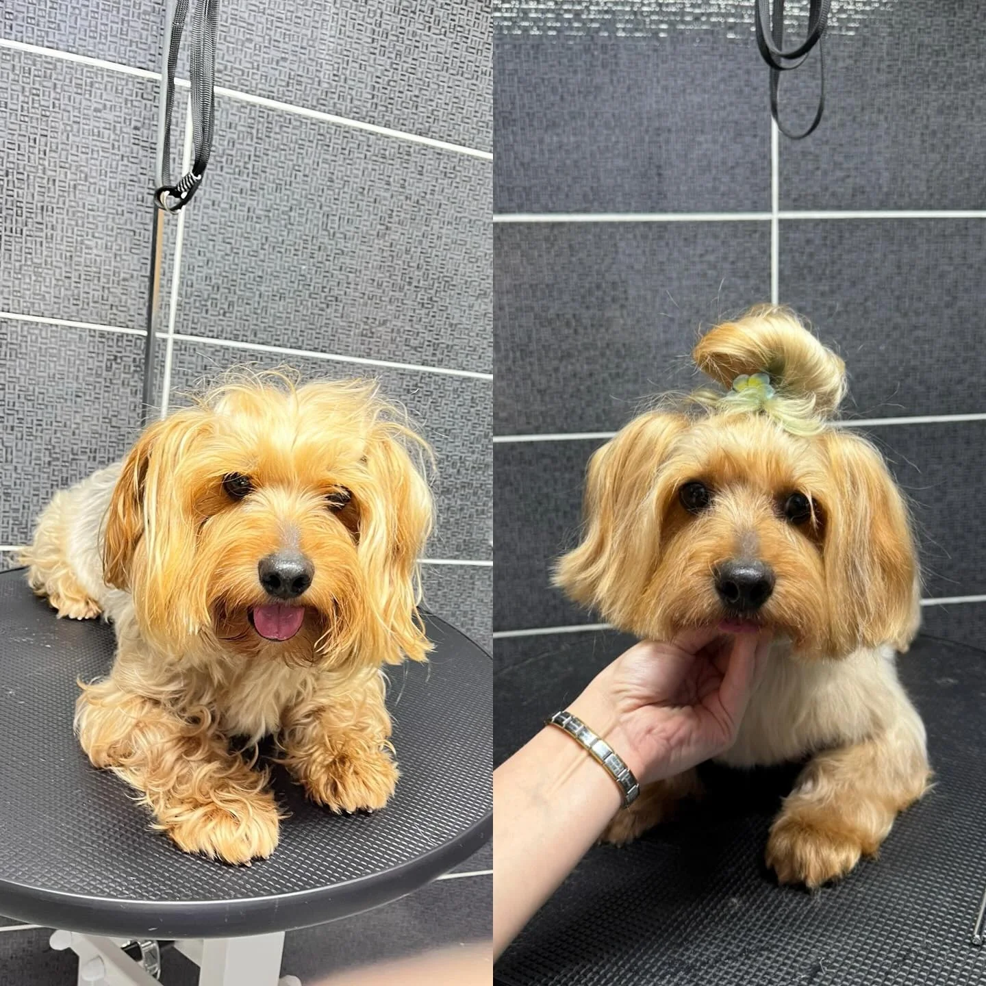Yorkshire Terrier kuaför