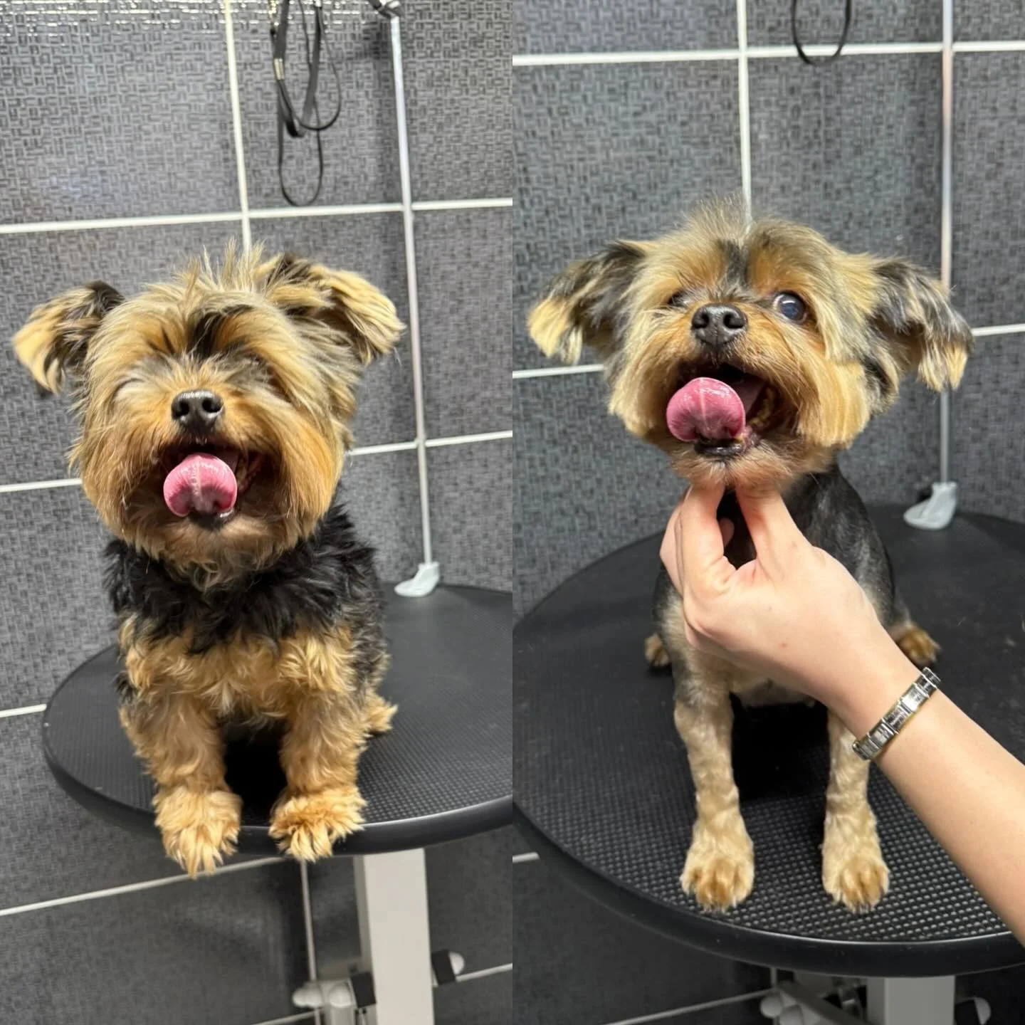 Yorkshire Terrier bakım