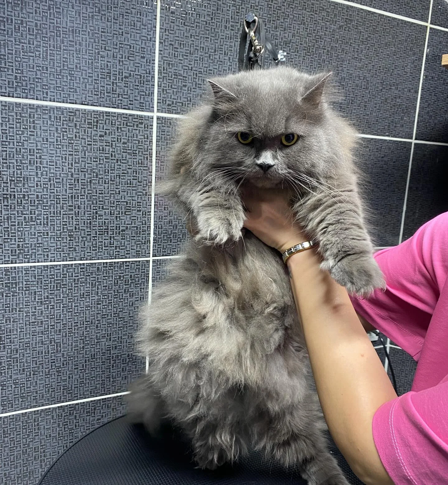 Gri kedi — tüy bakımı