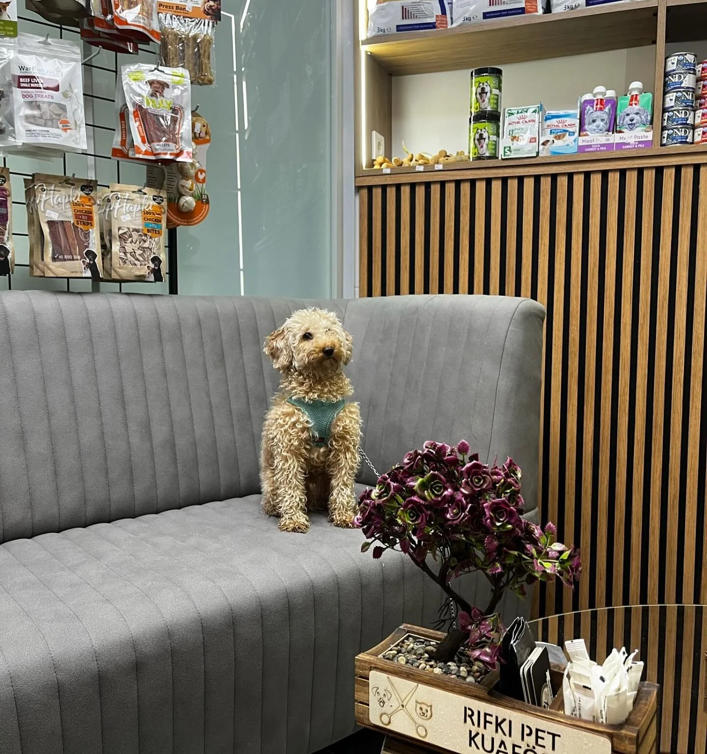 Bekleme alanında köpek